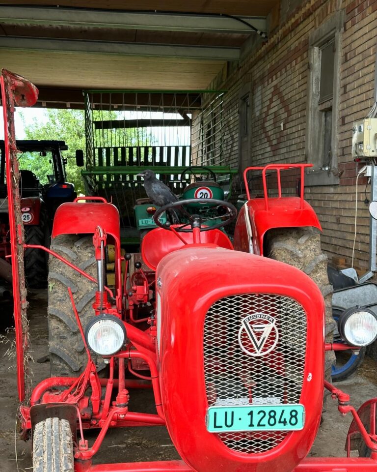 Lebenshof Aurelio: Rabenkrähe Traktor