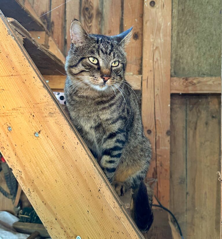 Lebenshof Aurelio: Kater Dada