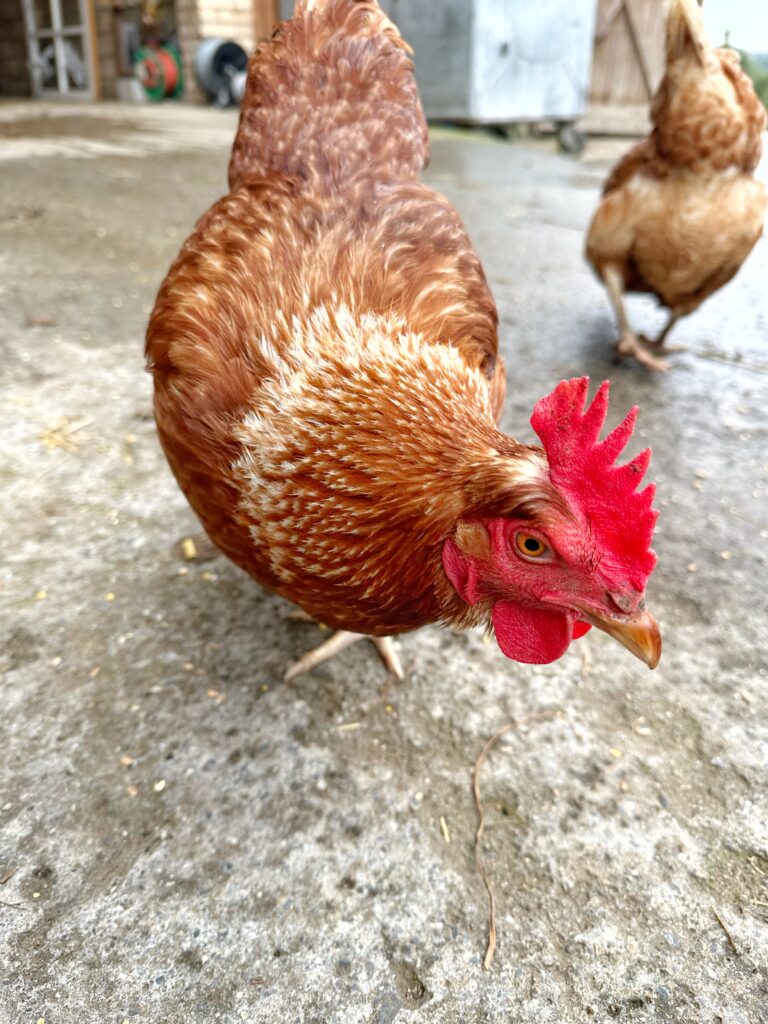 Lebenshof Aurelio: Huhn Turbine